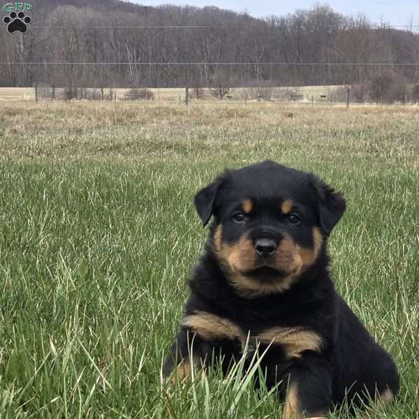 Mr Buddy, Rottweiler Puppy